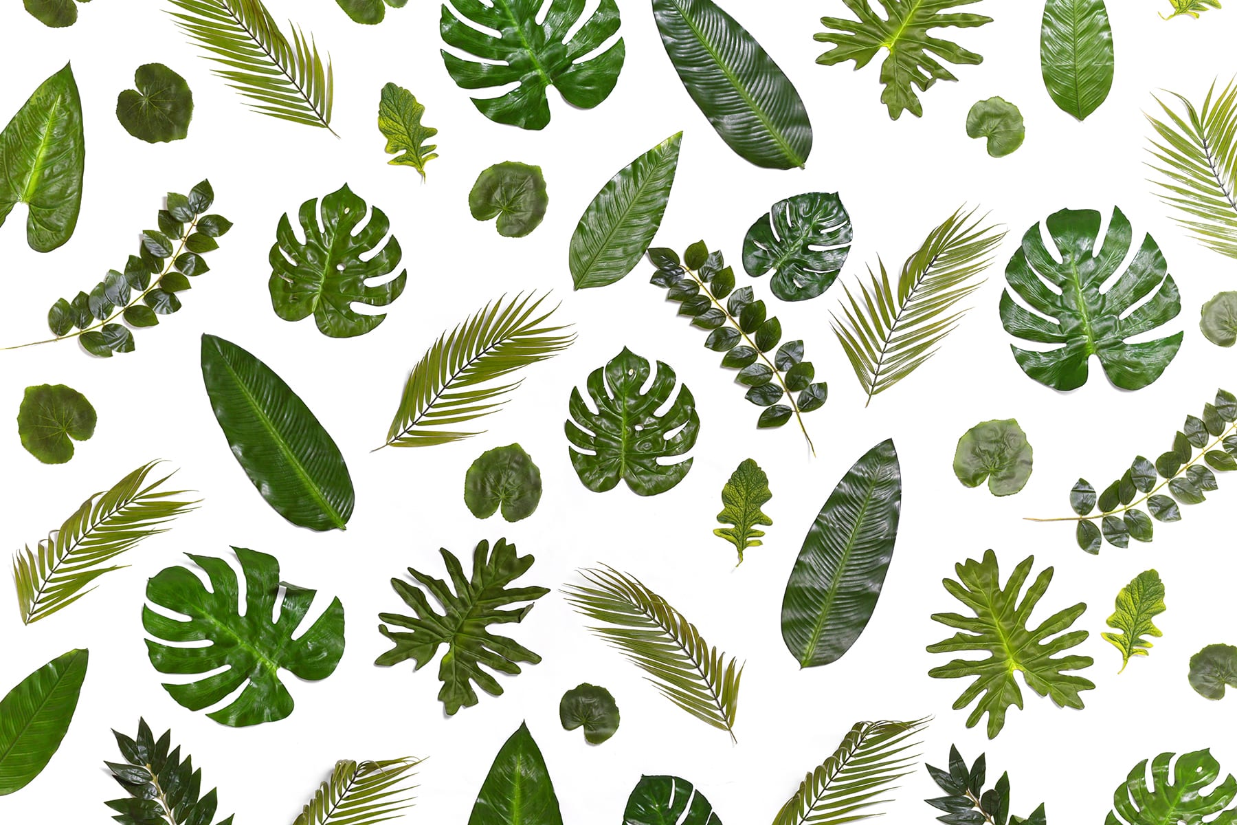 Monstera